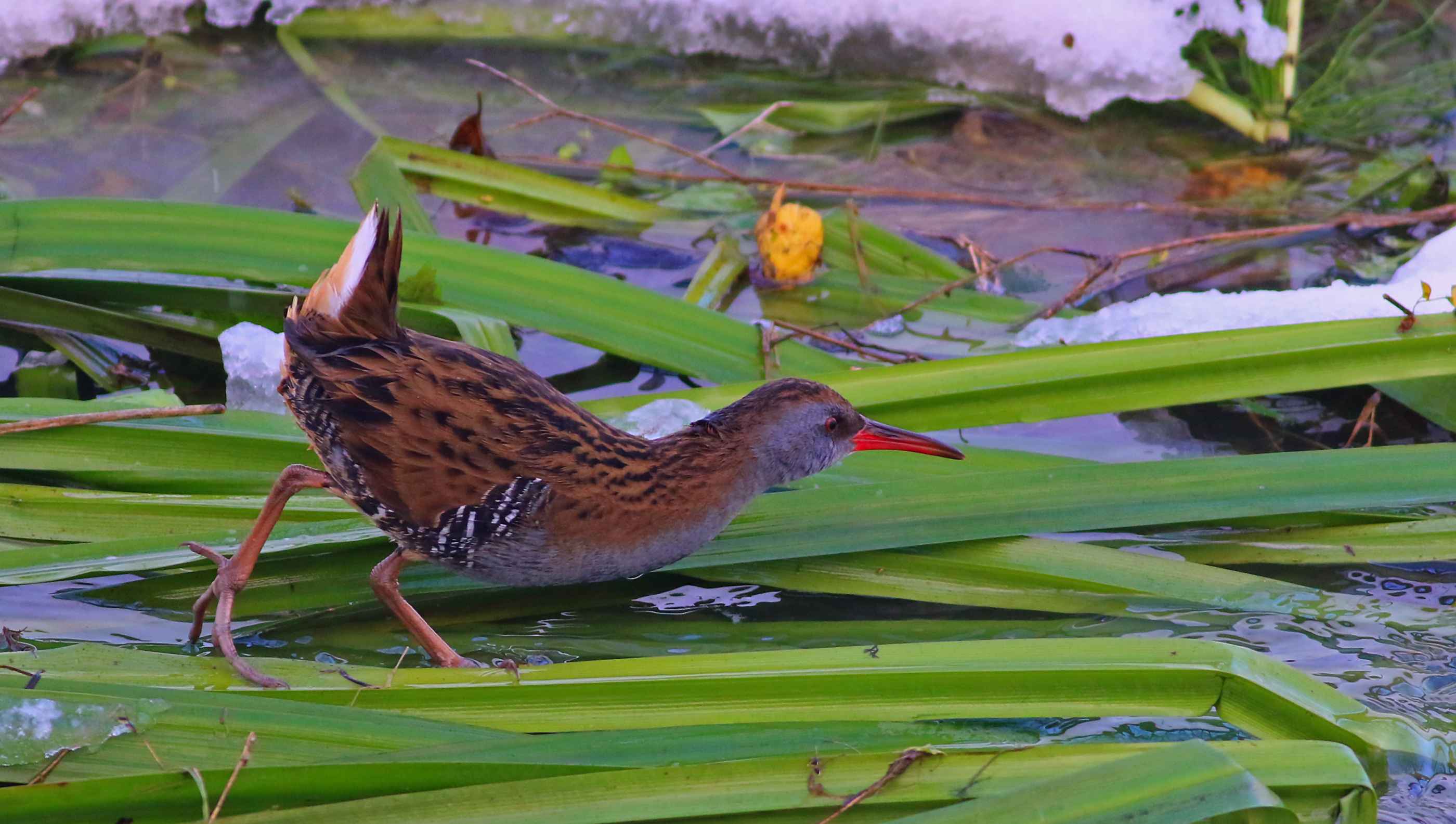 Water Rail